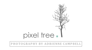 pixel tree photography logo